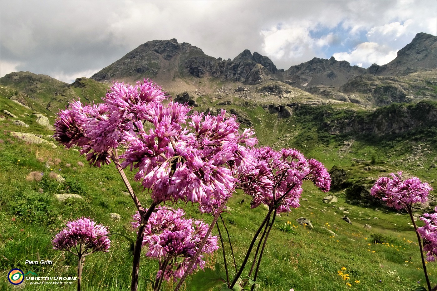 86 Pigamo colombino (Thalictrum aquilegifolium) con vista in Madonnino.JPG